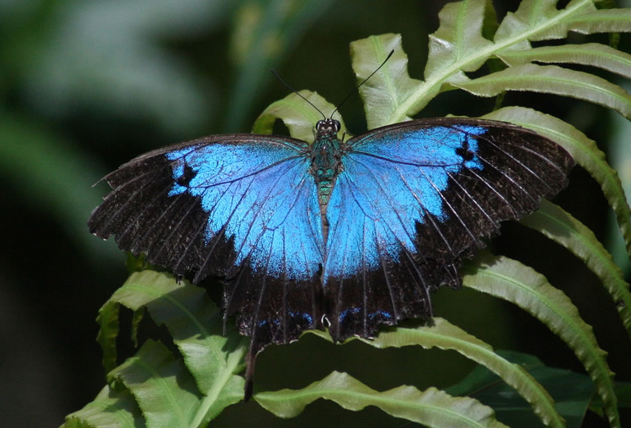 Ulysses Butterfly