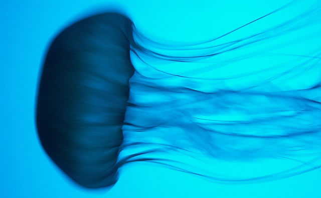 box jellyfish