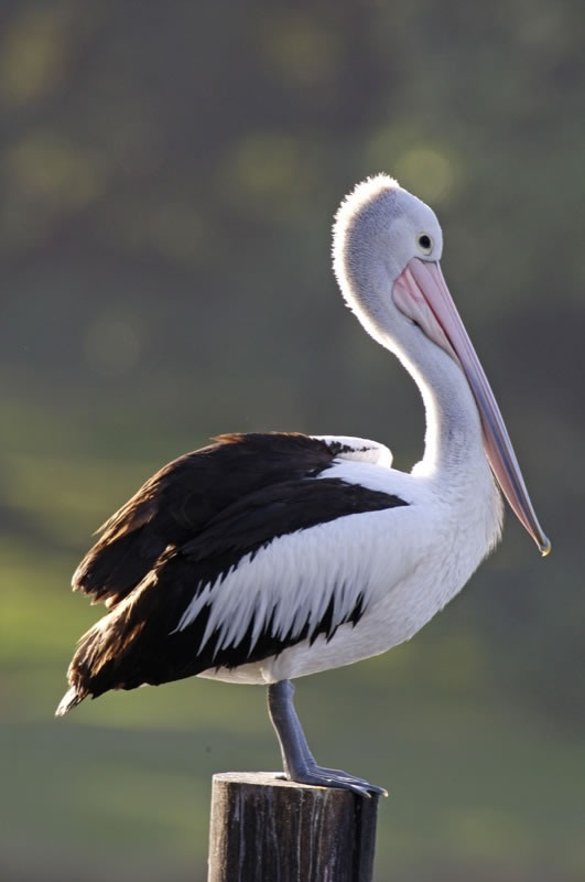 Австралийское Pelican
