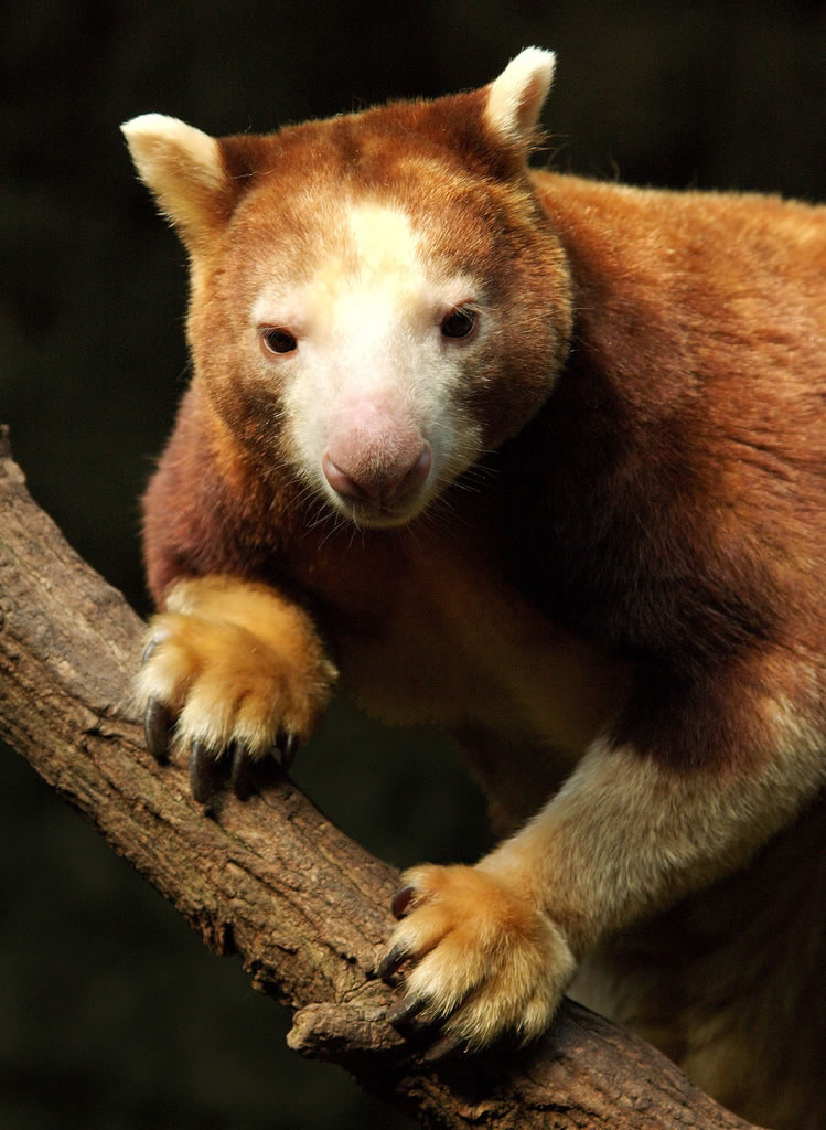 tree-kangaroo