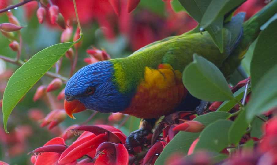 радуги Lorikeet