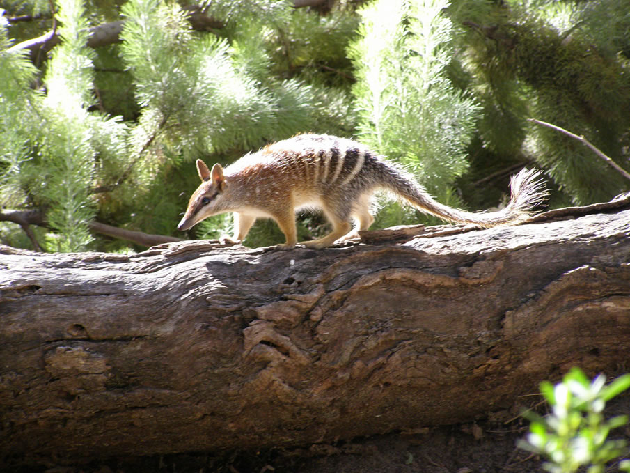 Numbat