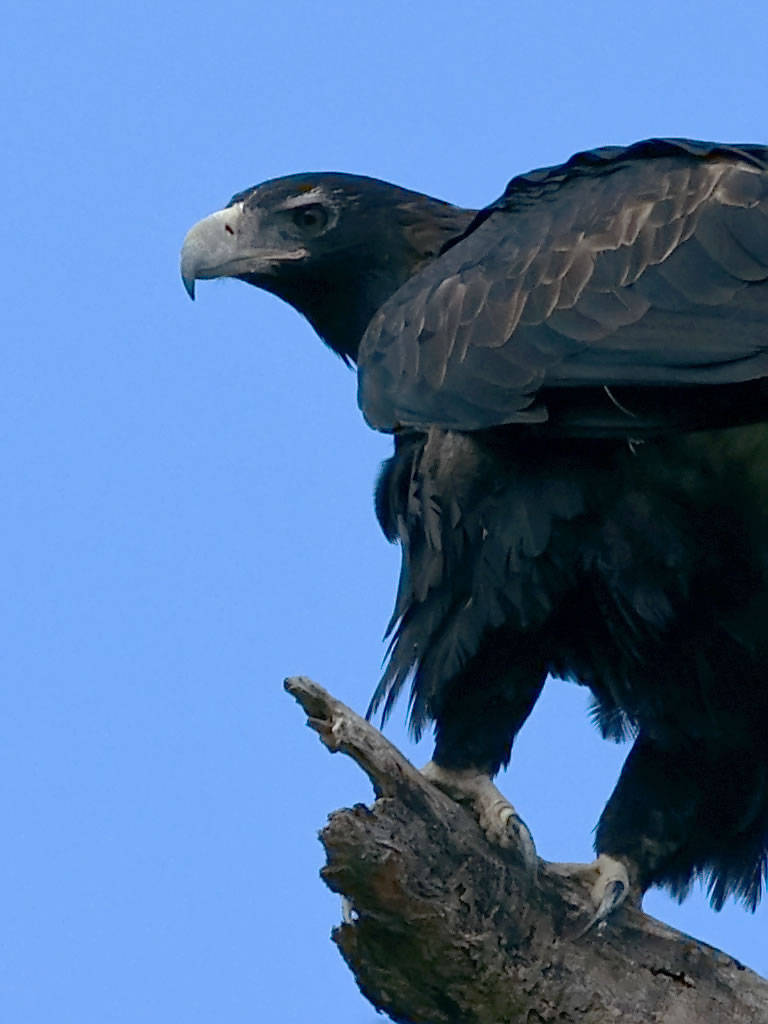 Wedge-tailed Eagle