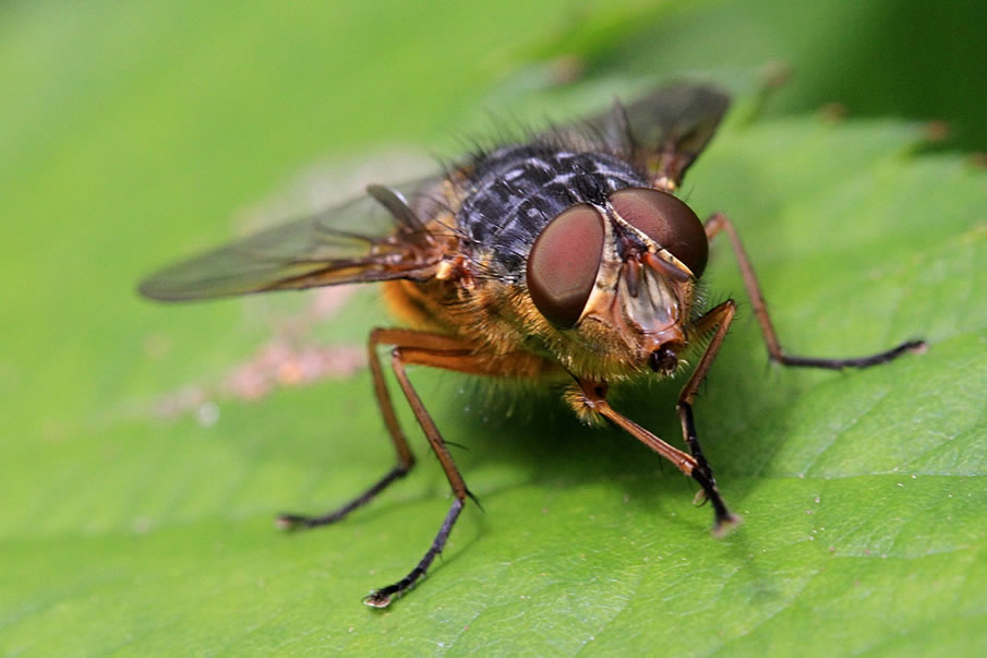 Bush fly