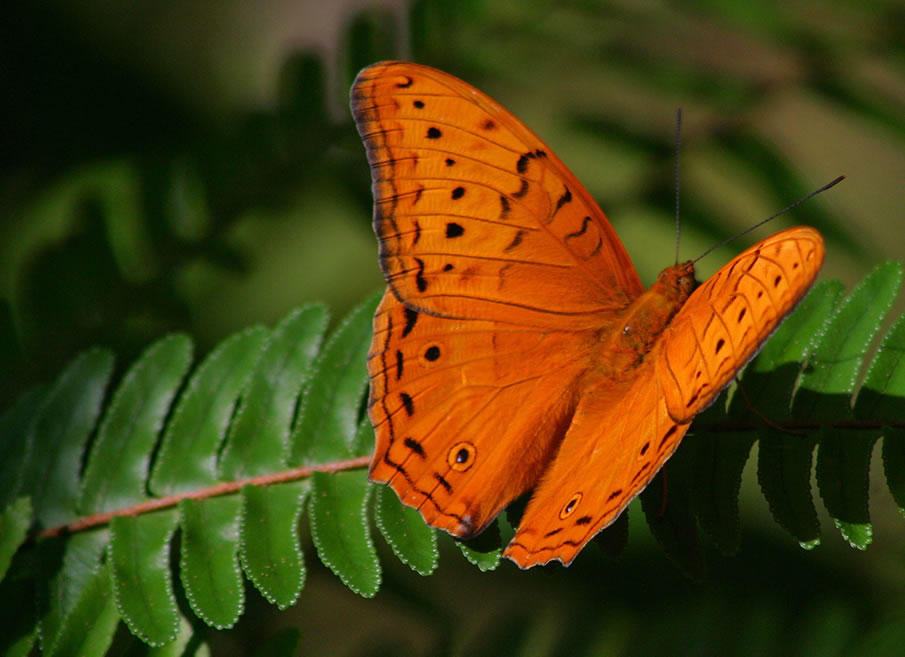 Butterflies of Kuranda