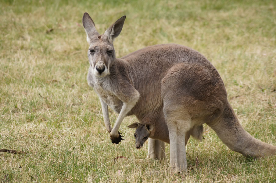 Kangaroo with Joey