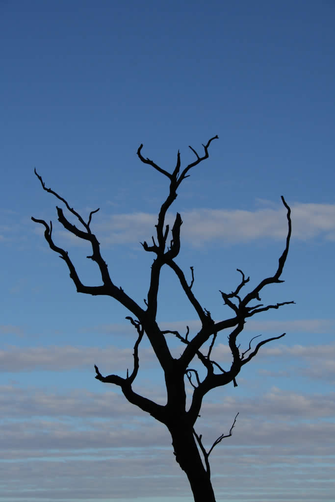 Tree - Uluru