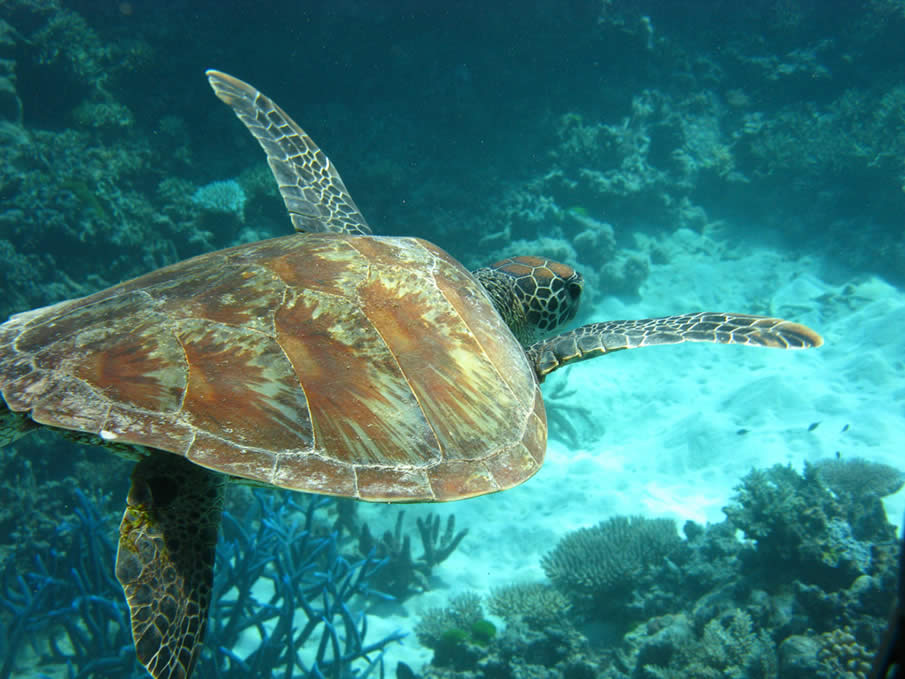 Scuba Diving the Great Barrier Reef