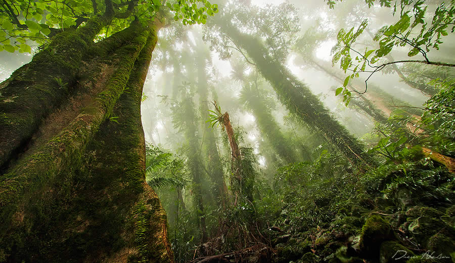 veins of the forest