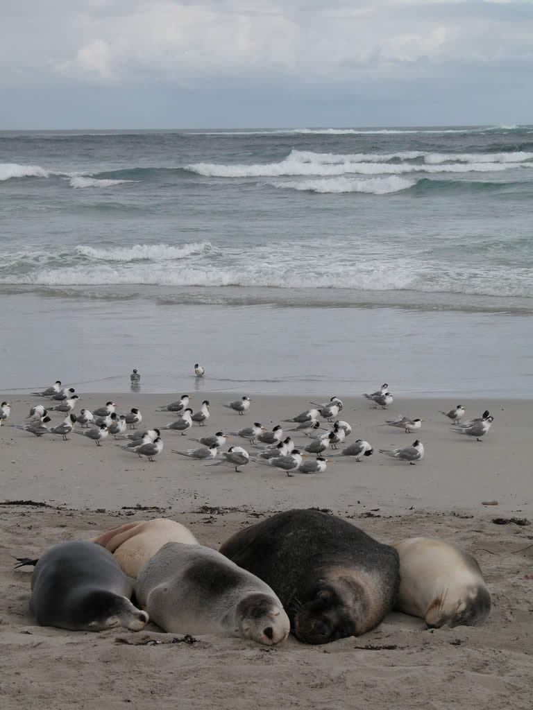 Seals and birds at Kangaroo Island