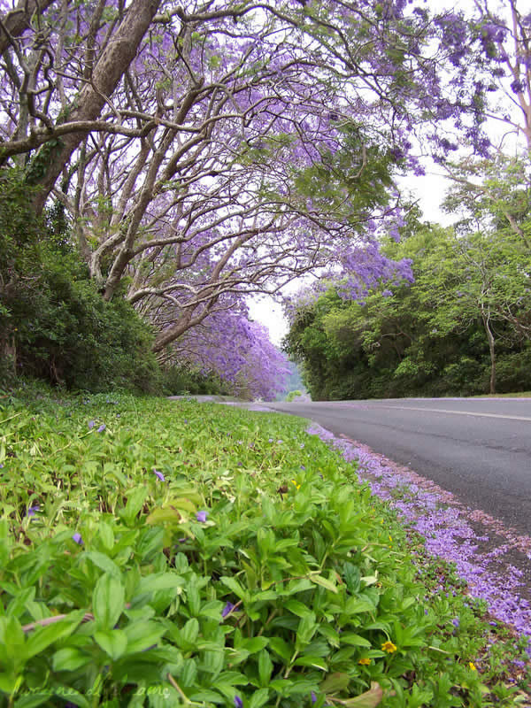 jacaranda