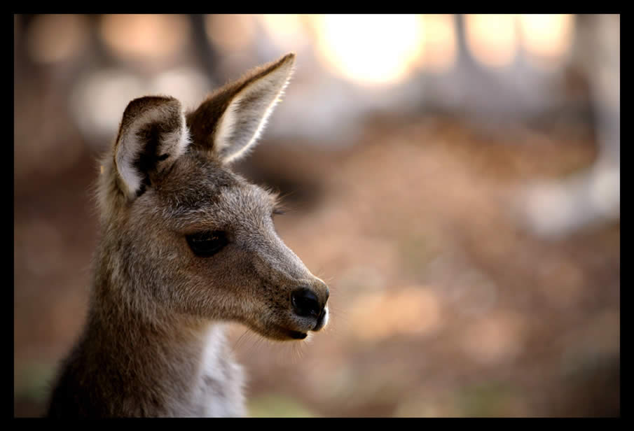 kangaroo