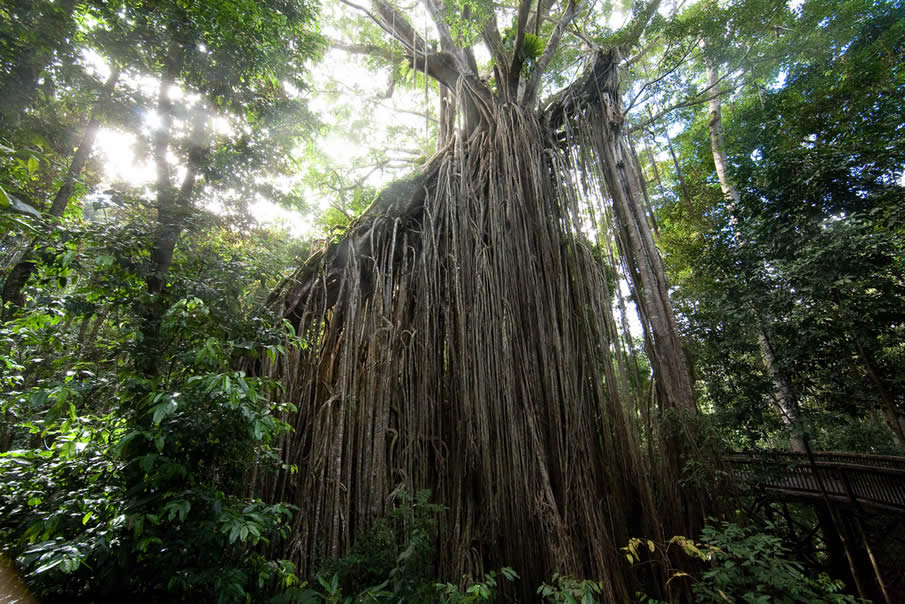 The Giant Fig Tree