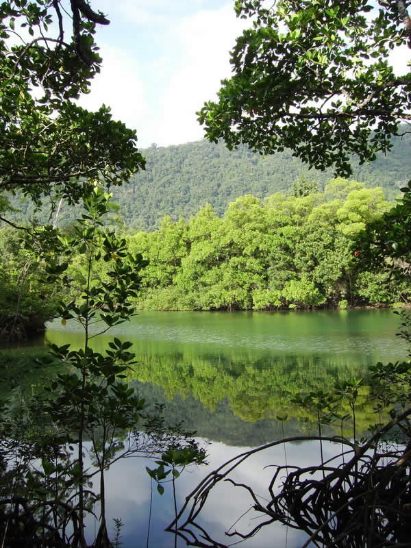 rainforest reflections