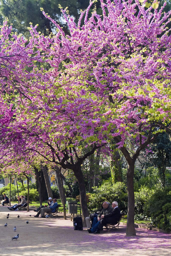 Springtime in Barcelona