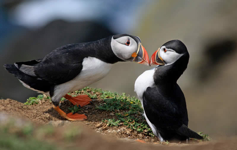 Puffins