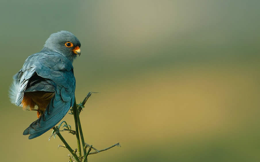 Red-Footed Falcon