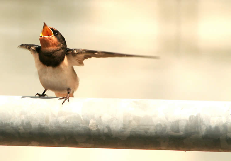 The Dancing Bird