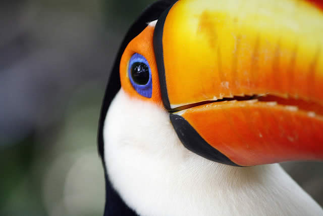 Toucan Bird