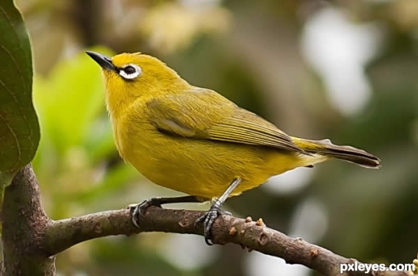 Yellow Bird