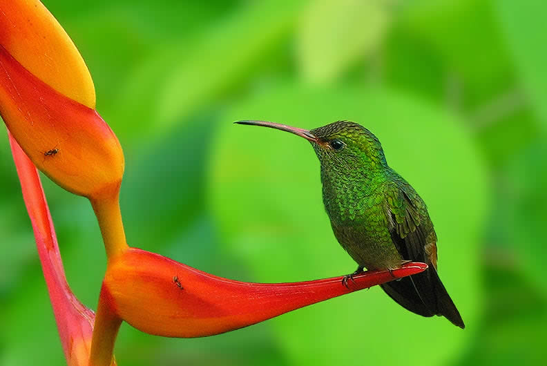 Rufous-Tailed Hummingbird