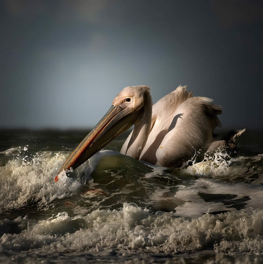 Pelican