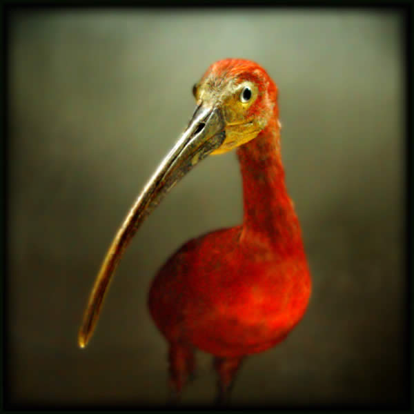 Portrait dun Oiseau Rouge