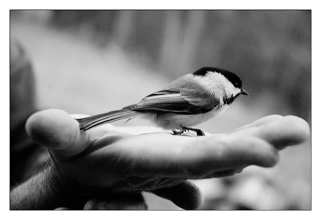 Bird in Hand