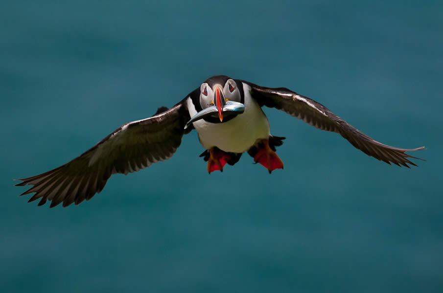 Flying Puffin