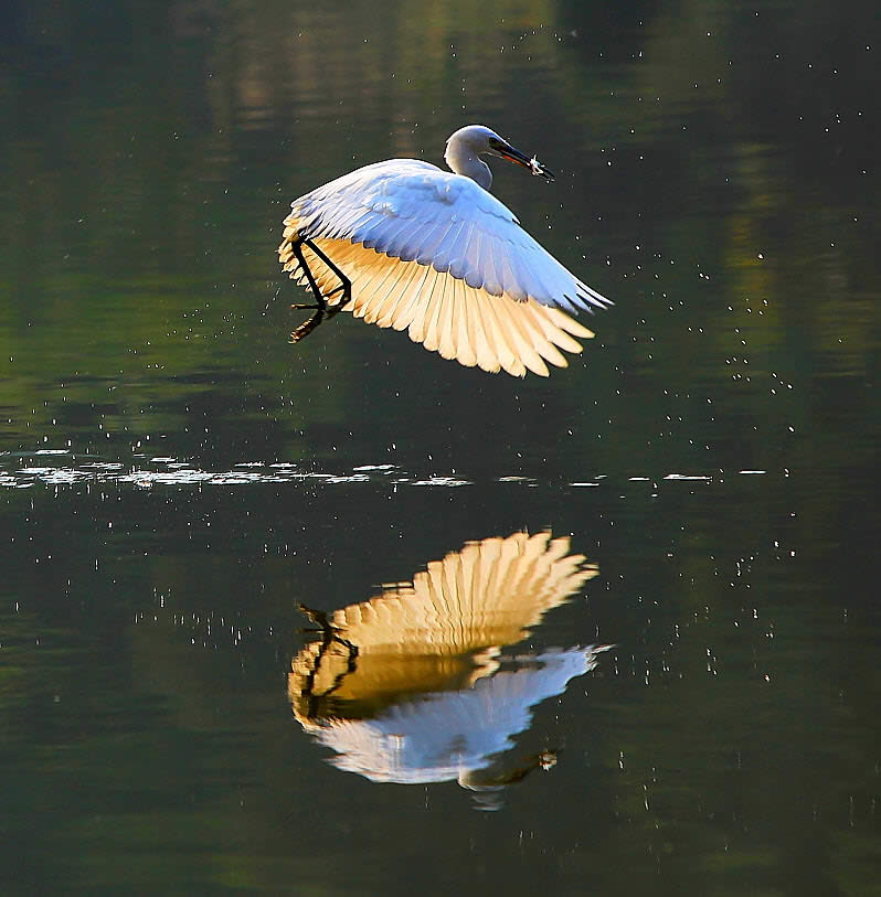 Egret