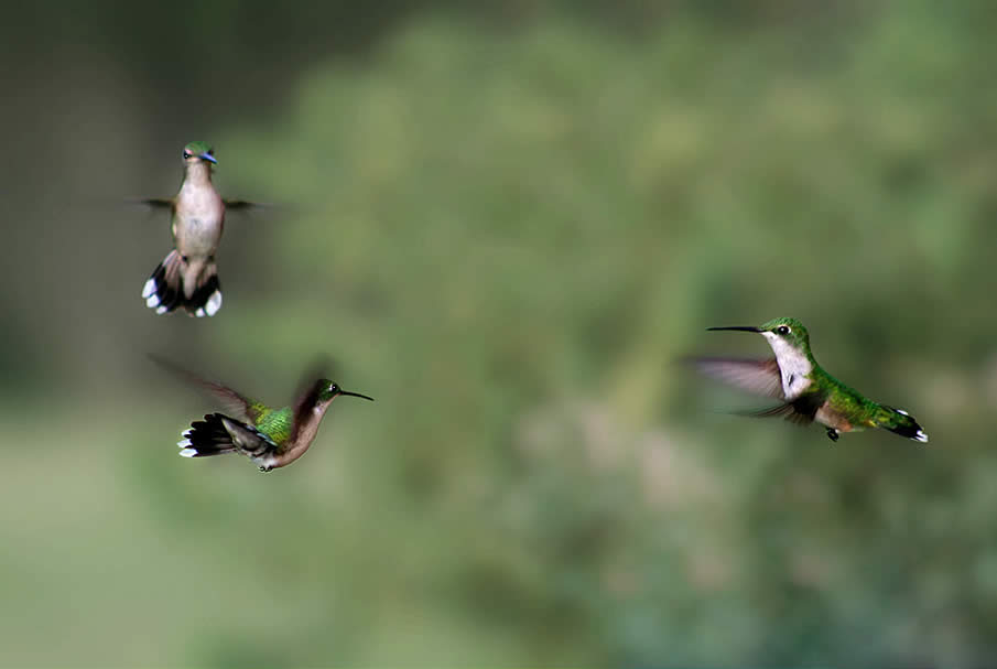 Aerial Ballet