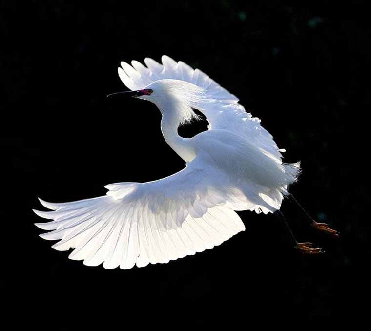 Flying Snow Egret