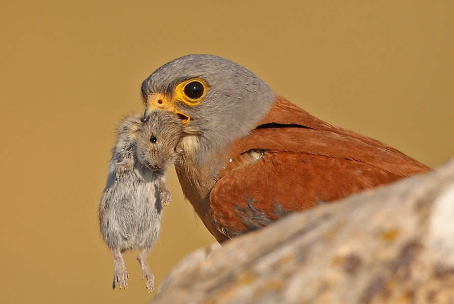 Lesser Kestrel