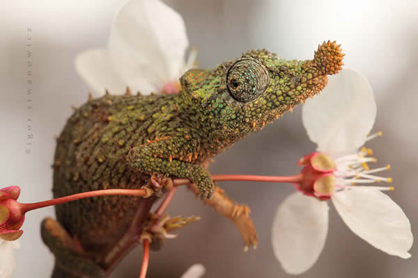 Rosette - Nosed Chameleon