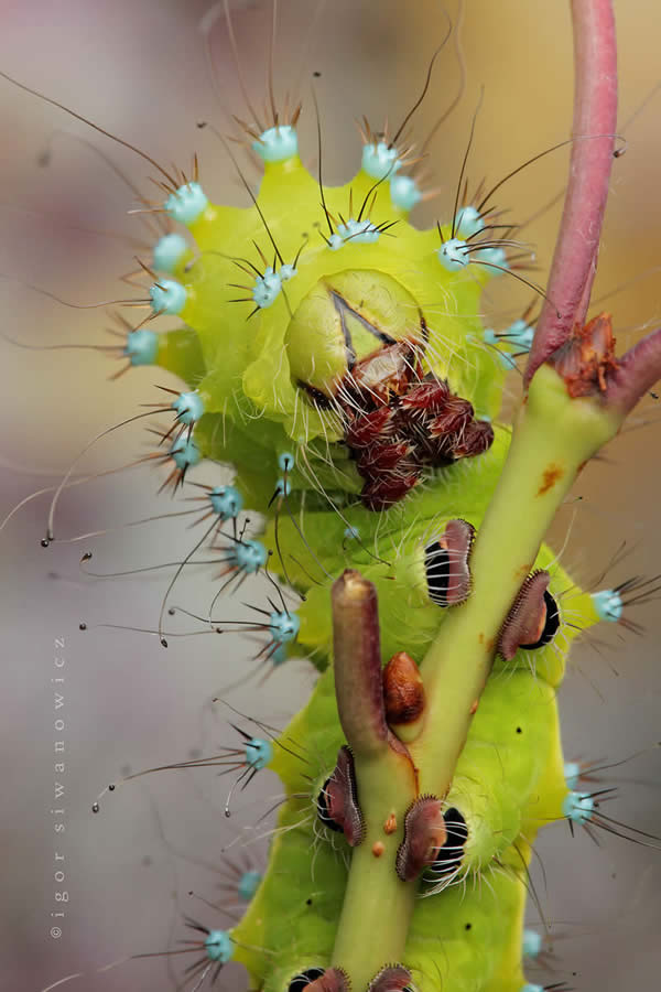 Emperor Caterpillar