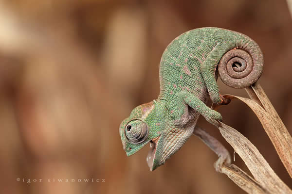 Baby Chameleon