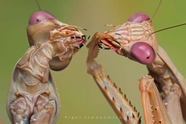 2 Mantids 1 Shot