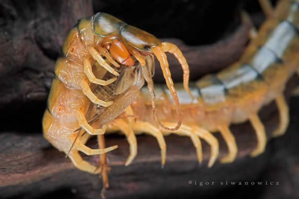 Scolopendra Cingulata