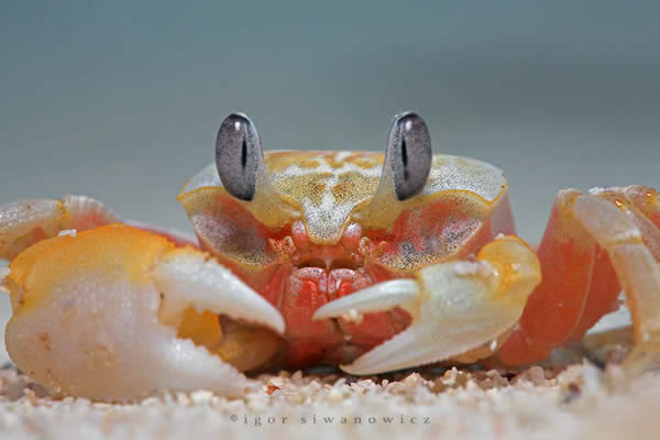 Beach-Crawler