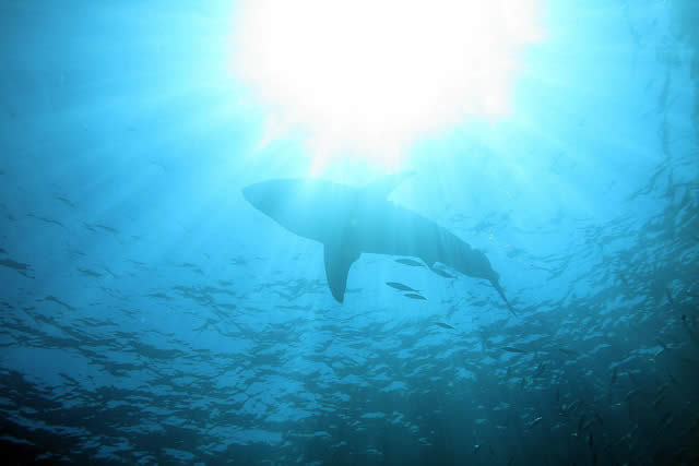 Shark in Silhouette