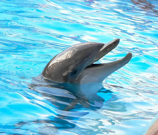 Cute Dolphin