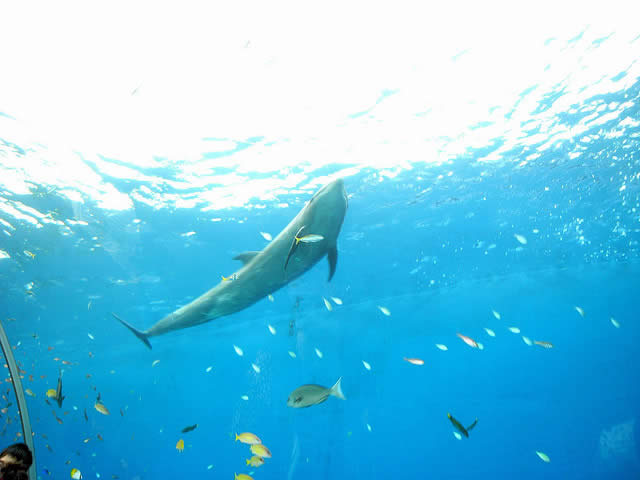 Hakkei Jima Sea Paradise