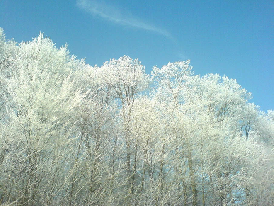 Givre de Printemps