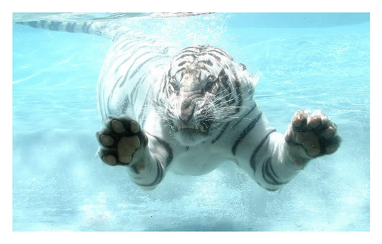 Big Fish or White Tiger