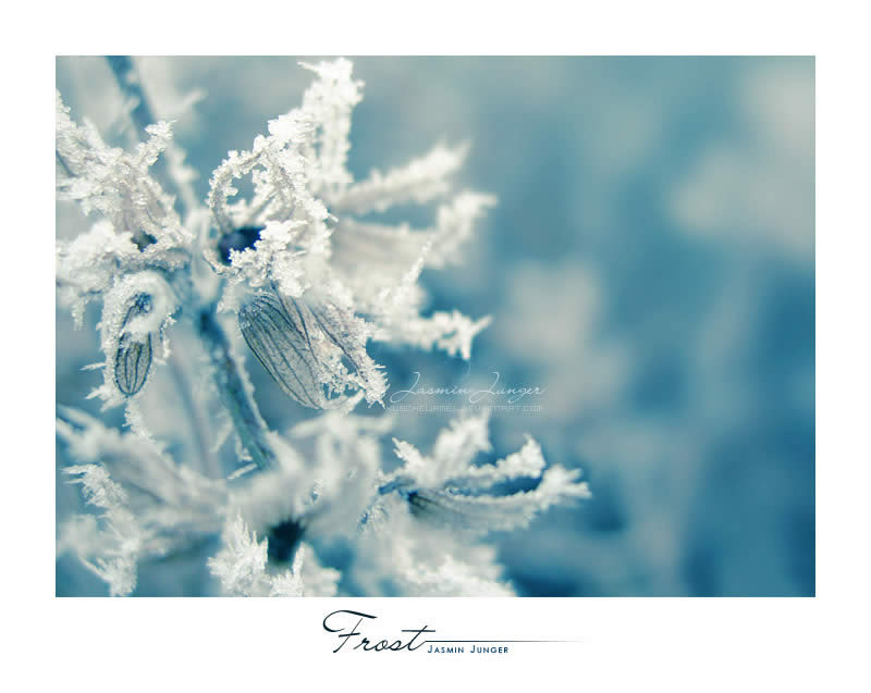 Frost