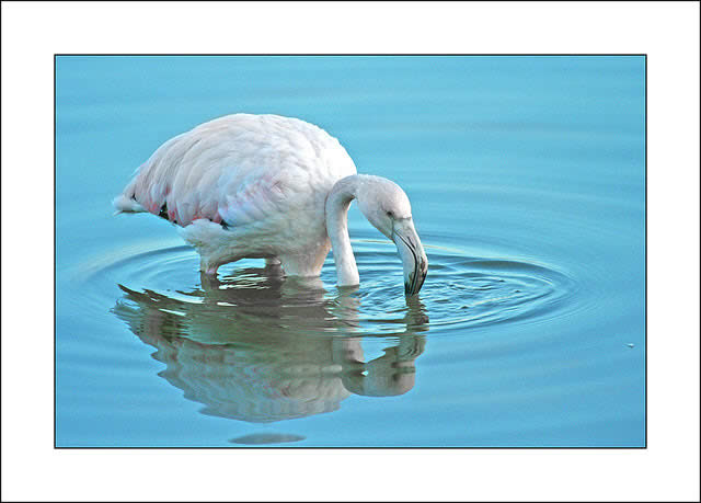 Flamenc