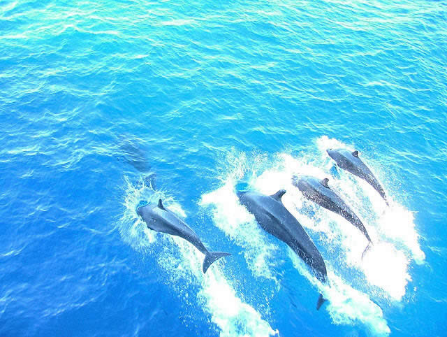 Dolphins at Play