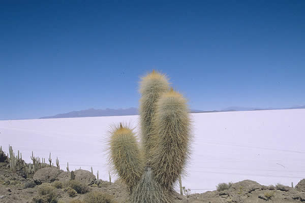 Salar Uyuni - BOLIVIA