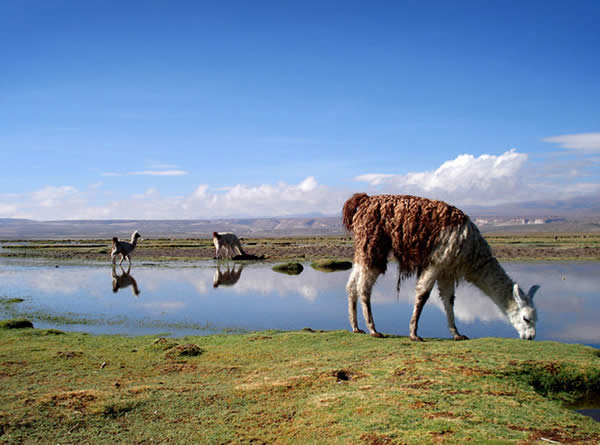 Bolivias Llamas