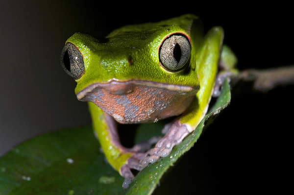 Green Leaf Frog